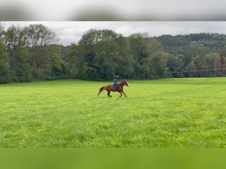 Trotteur allemand Hongre 5 Ans 165 cm Alezan in Bruckm&#xFC;hl