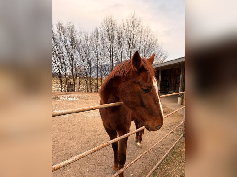 Trotteur allemand Hongre 5 Ans 165 cm Alezan in Kolsass