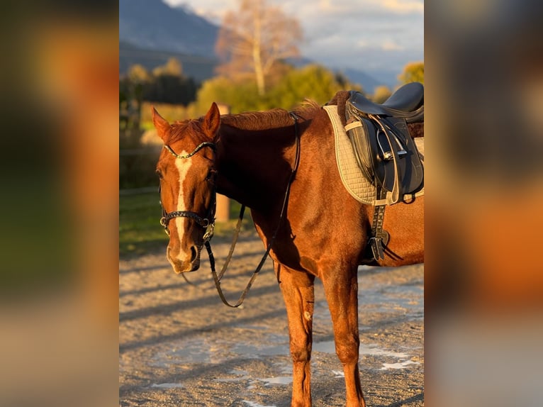 Trotteur allemand Hongre 5 Ans 165 cm Alezan in Kolsass