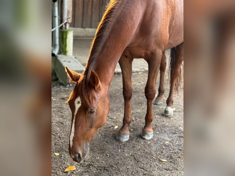 Trotteur allemand Hongre 5 Ans 165 cm Alezan in Kolsass