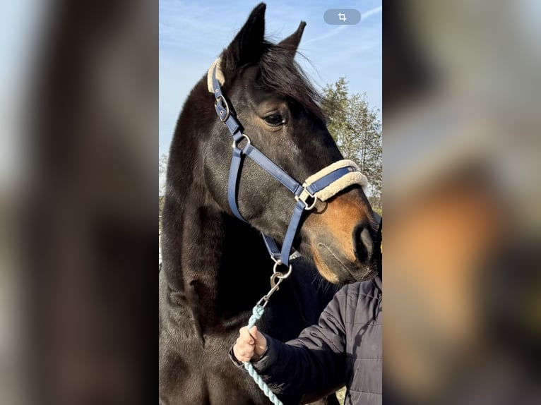 Trotteur allemand Hongre 5 Ans 165 cm Bai brun in Geldern