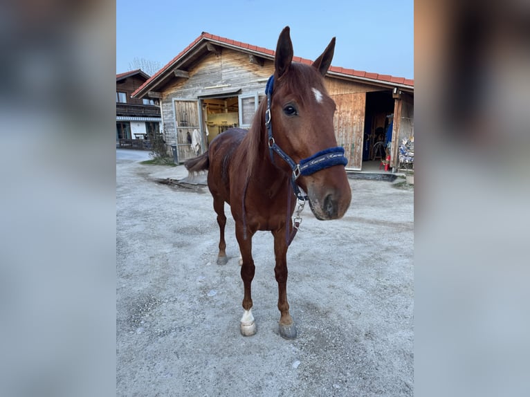 Trotteur allemand Hongre 5 Ans 167 cm Alezan in Bruckmühl