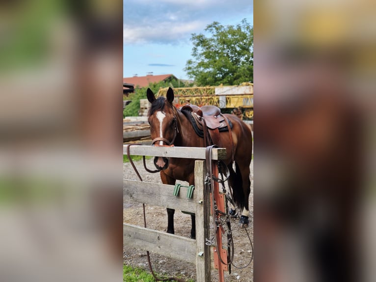 Trotteur allemand Hongre 6 Ans 163 cm in Egling