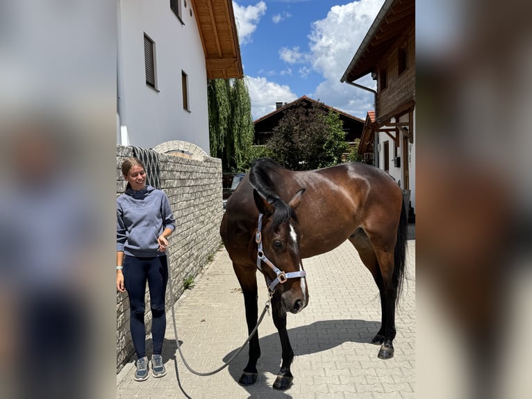 Trotteur allemand Hongre 6 Ans 169 cm Bai brun in Bruckmühl