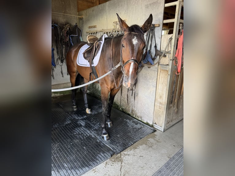 Trotteur allemand Hongre 6 Ans 169 cm Bai brun in Bruckmühl