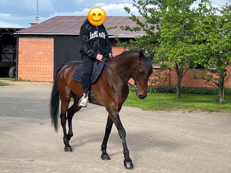 Trotteur allemand Hongre 6 Ans 172 cm Bai in Heeslingen