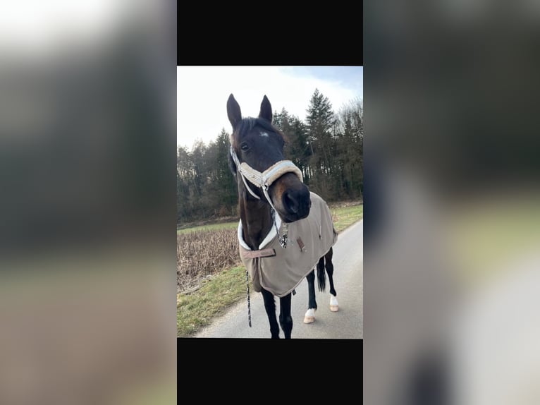 Trotteur allemand Hongre 7 Ans 155 cm Noir in Stei&#xDF;lingen