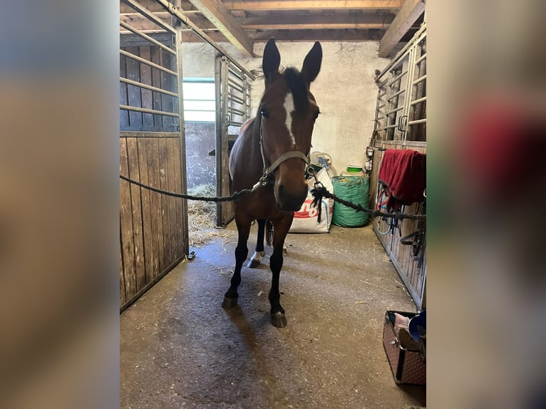 Trotteur allemand Hongre 7 Ans 157 cm Bai in Bruckmühl