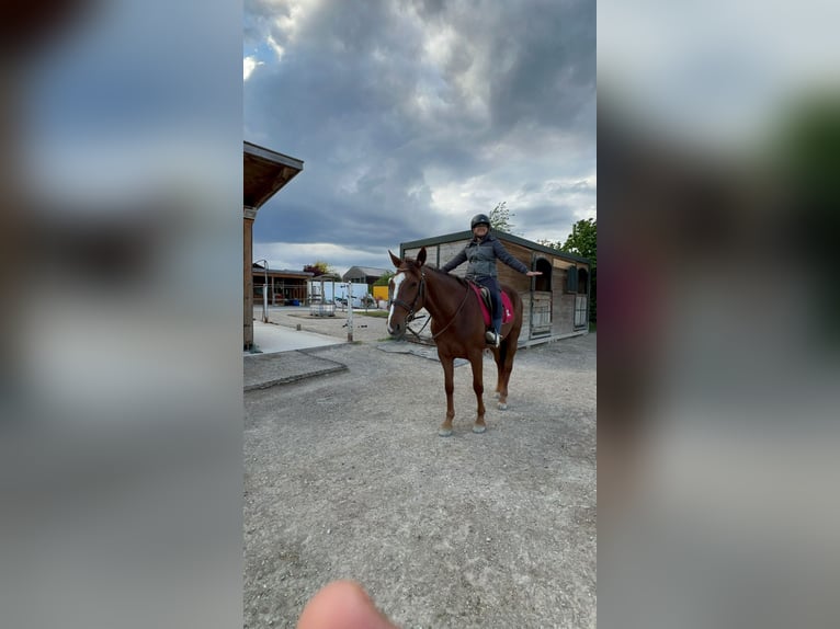 Trotteur allemand Hongre 7 Ans 160 cm Alezan in Bruckm&#xFC;hl
