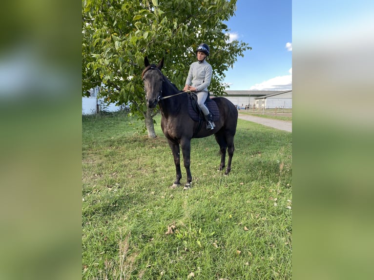 Trotteur allemand Hongre 7 Ans 160 cm Noir in Neuenhagen