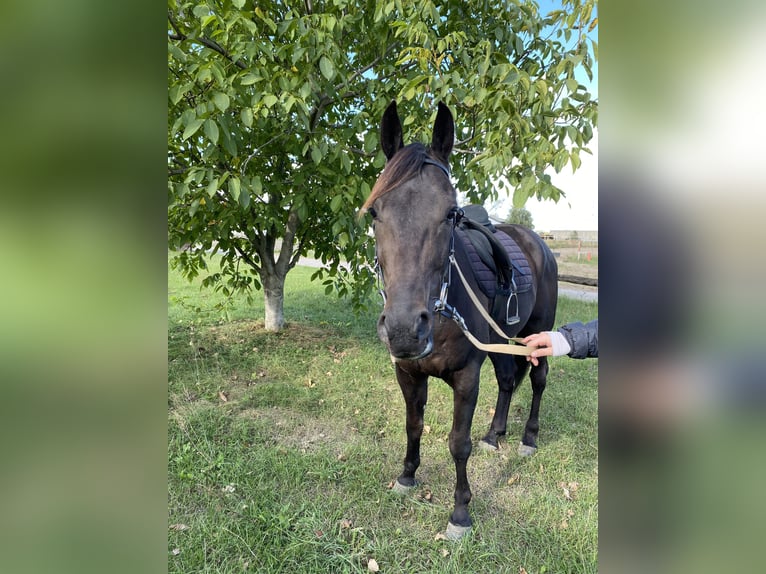 Trotteur allemand Hongre 7 Ans 160 cm Noir in Neuenhagen