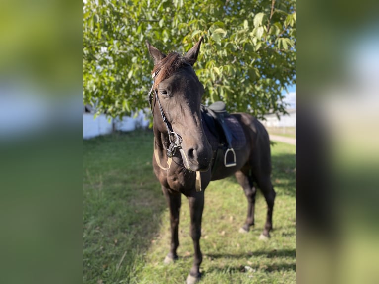 Trotteur allemand Hongre 7 Ans 160 cm Noir in Neuenhagen