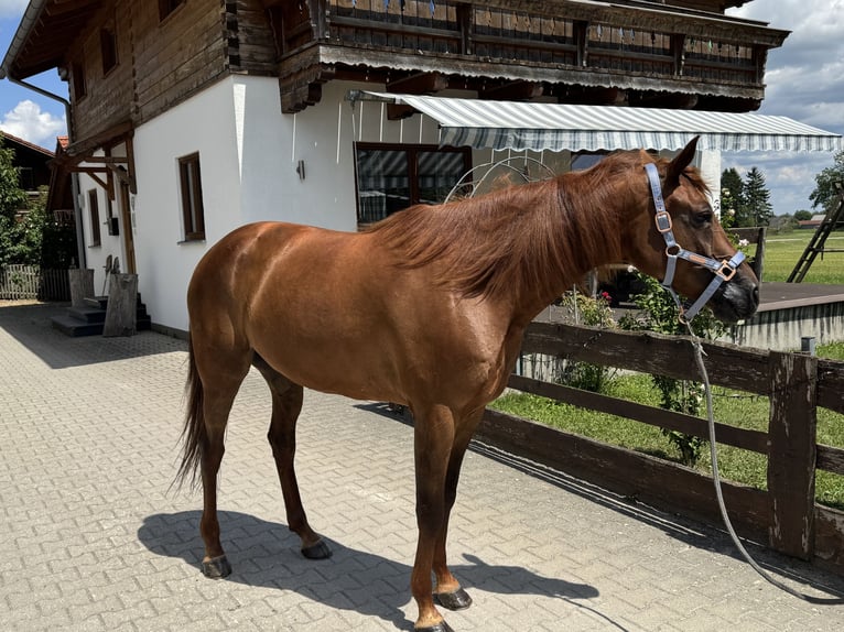 Trotteur allemand Hongre 8 Ans 158 cm Alezan in Bruckmühl