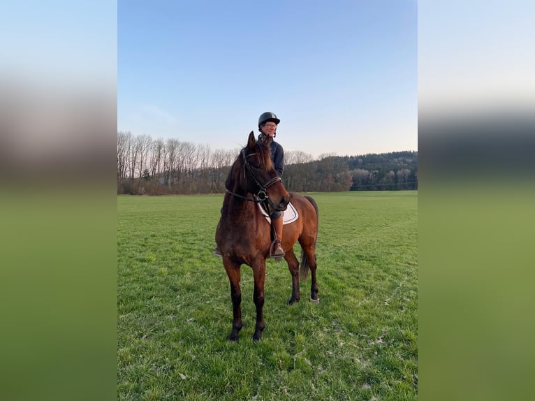 Trotteur allemand Hongre 8 Ans 160 cm Bai brun in Bruckmühl