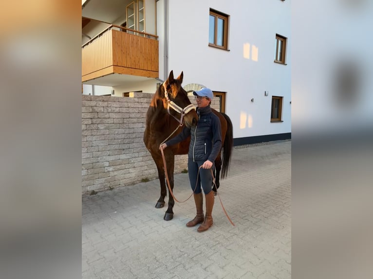 Trotteur allemand Hongre 8 Ans 160 cm Bai in Bruckmühl