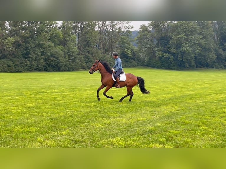Trotteur allemand Hongre 8 Ans 160 cm Bai in Bruckm&#xFC;hl