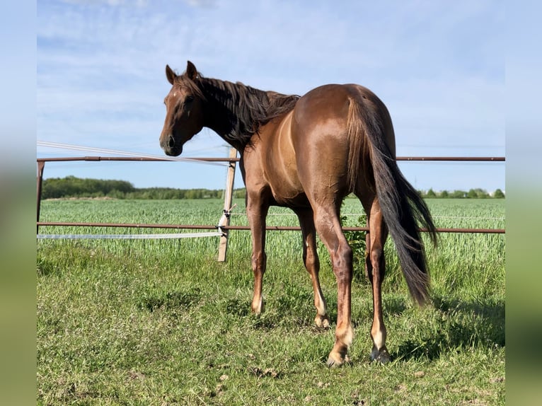 Trotteur allemand Hongre 8 Ans 165 cm Alezan in Neritz