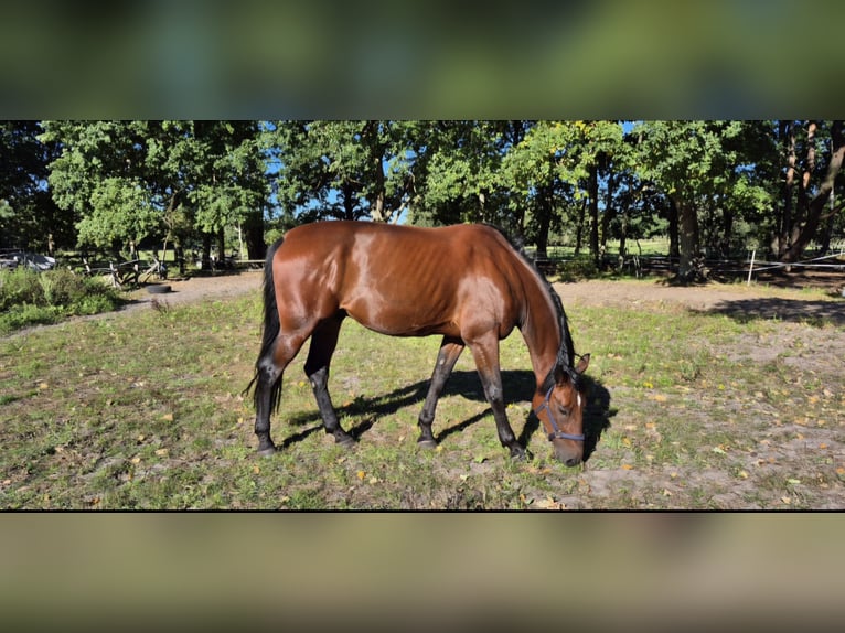 Trotteur allemand Hongre 8 Ans 165 cm Bai brun in Geesthacht