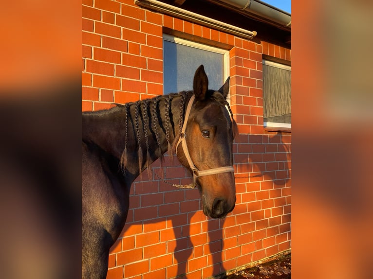 Trotteur allemand Hongre 8 Ans 165 cm Bai brun in Steyerberg