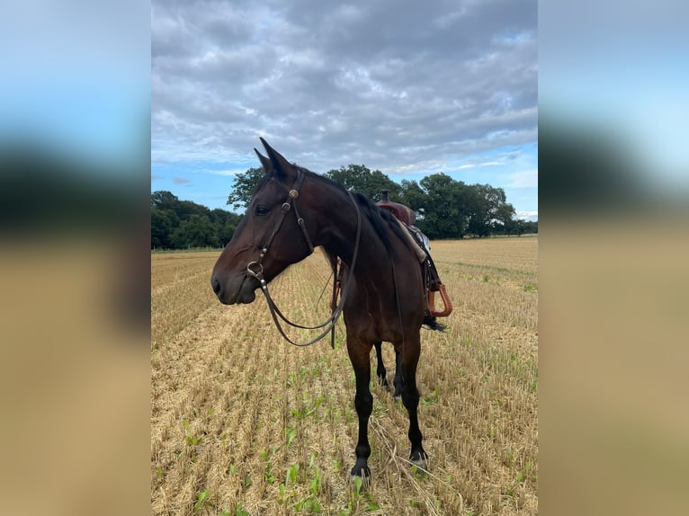 Trotteur allemand Hongre 8 Ans 165 cm Bai brun in Steyerberg