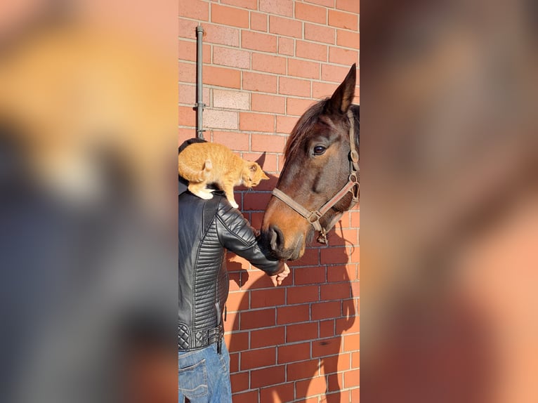 Trotteur allemand Hongre 8 Ans 165 cm Bai brun in Steyerberg