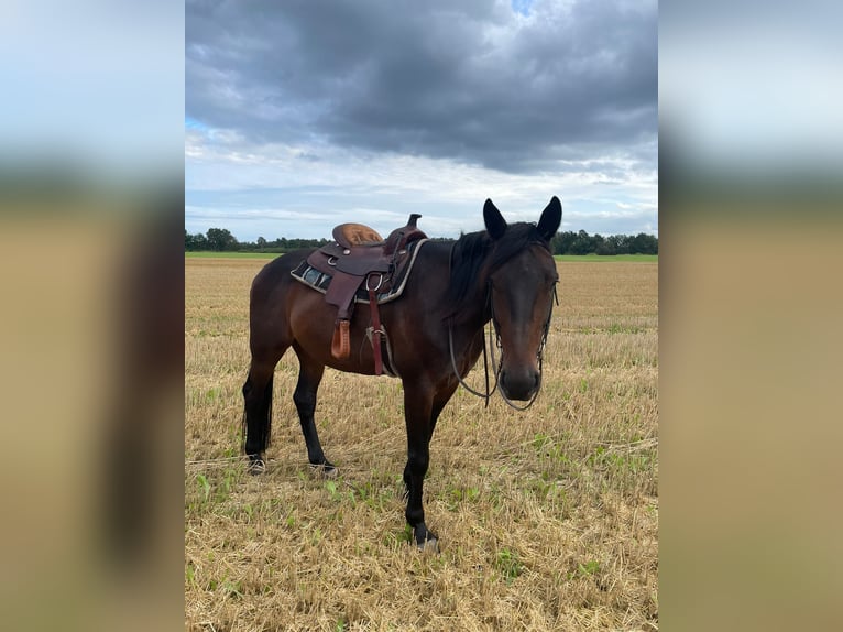 Trotteur allemand Hongre 8 Ans 165 cm Bai brun in Steyerberg