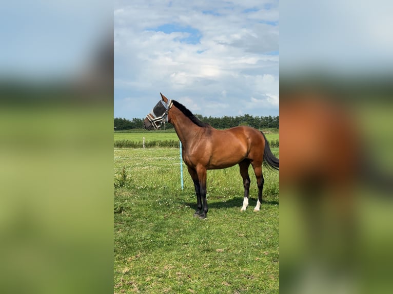 Trotteur allemand Hongre 8 Ans 165 cm Bai clair in Horstedt
