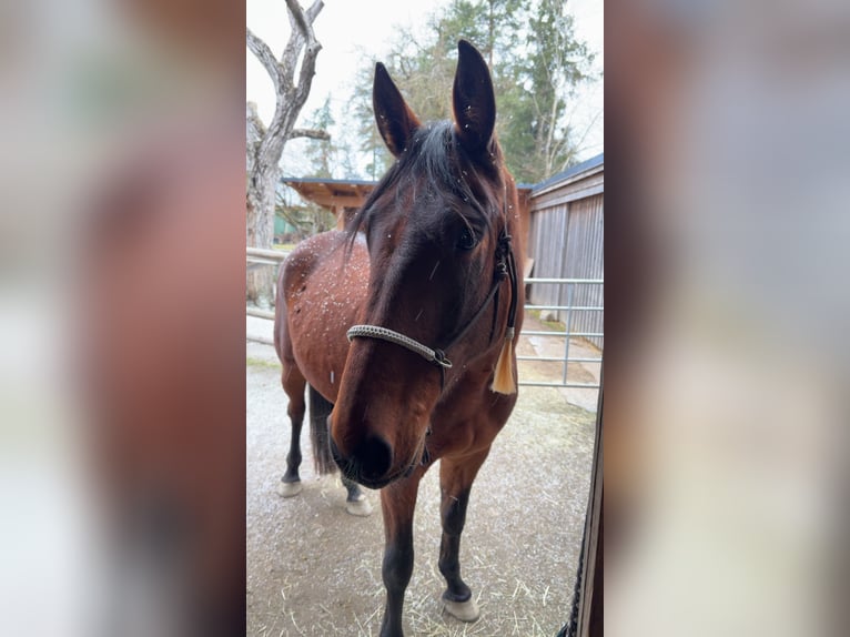 Trotteur allemand Hongre 8 Ans 170 cm Bai in Pfarrkirchen