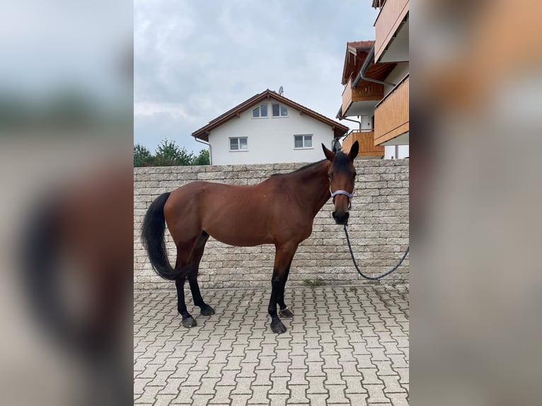 Trotteur allemand Hongre 9 Ans 160 cm Bai in Bruckmühl
