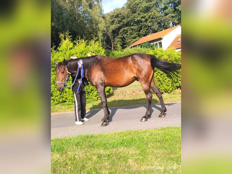 Trotteur allemand Hongre 9 Ans 161 cm Bai in Goch