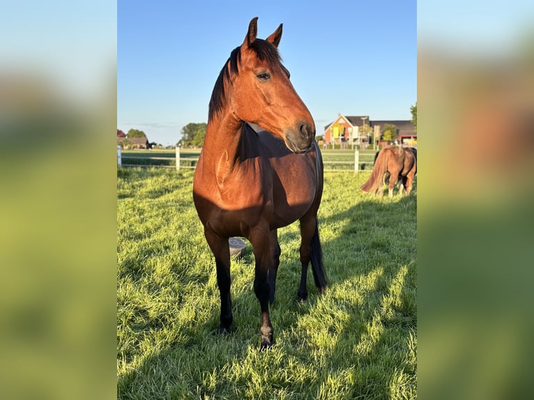 Trotteur allemand Hongre 9 Ans 163 cm Alezan brûlé in Bohmte