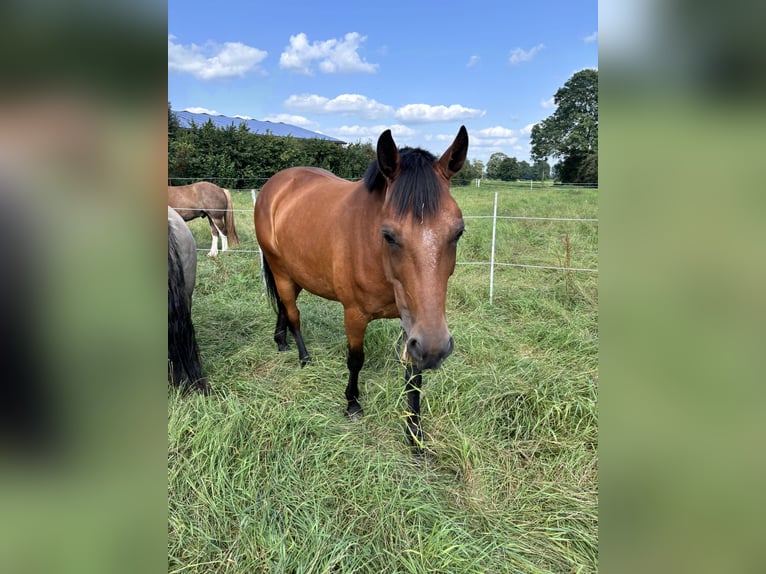 Trotteur allemand Hongre 9 Ans 163 cm Alezan brûlé in Bohmte