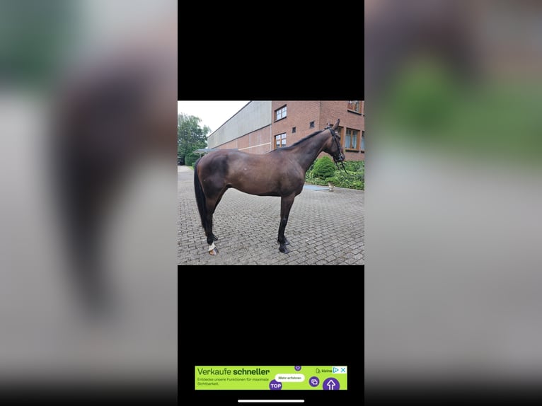 Trotteur allemand Hongre 9 Ans 163 cm Bai brun in Mülheim an der Ruhr