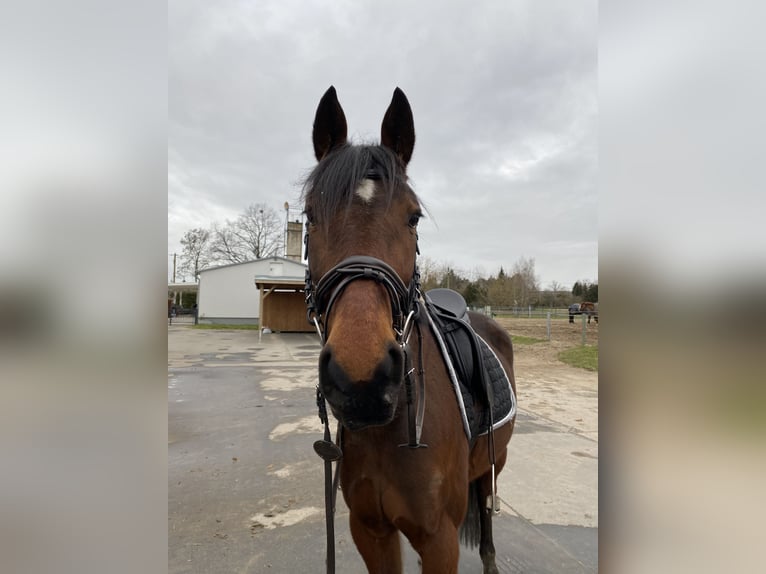 Trotteur allemand Jument 10 Ans 155 cm Bai in Schönefeld