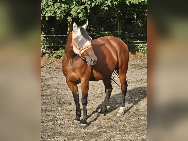 Trotteur allemand Jument 10 Ans 157 cm Bai in Herne