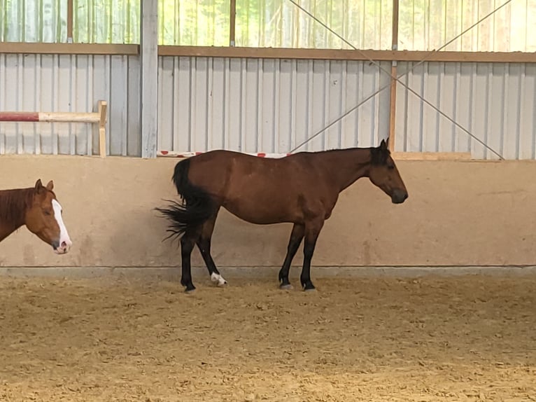 Trotteur allemand Jument 10 Ans 157 cm Bai in Herne