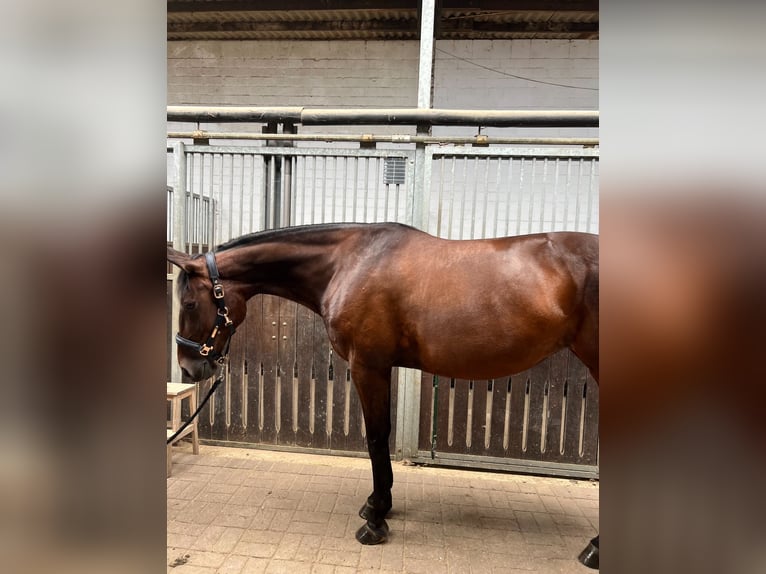 Trotteur allemand Jument 10 Ans 160 cm Bai in Drochtersen