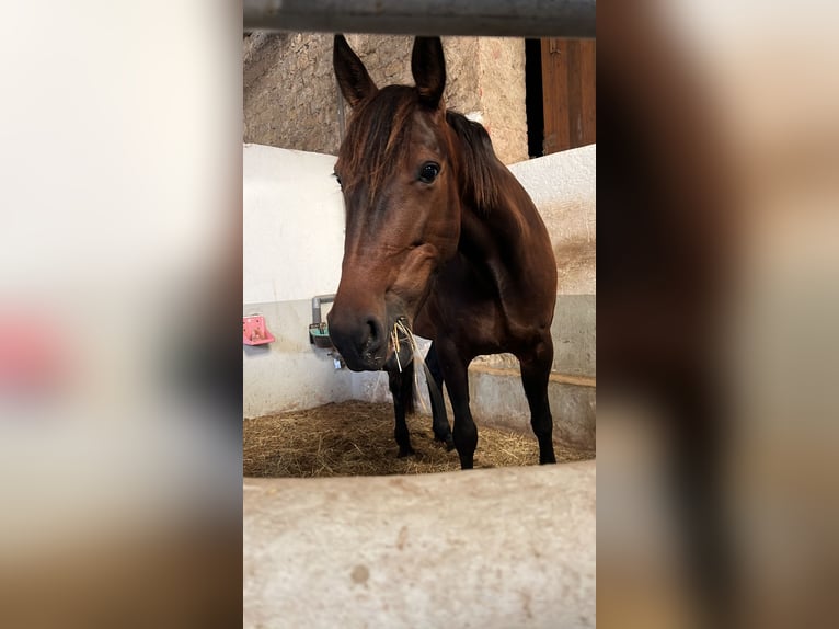 Trotteur allemand Jument 10 Ans 167 cm Bai brun in GeslaU