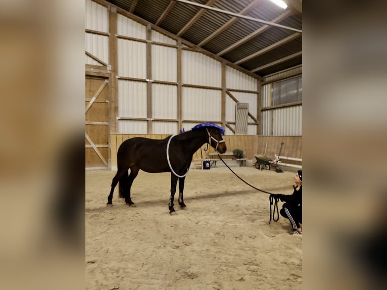 Trotteur allemand Jument 10 Ans 167 cm Bai brun in GeslaU