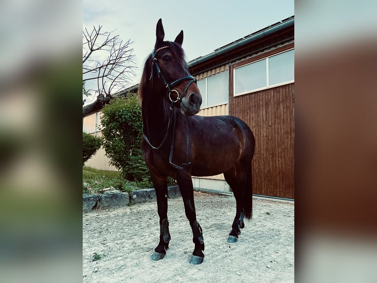 Trotteur allemand Jument 10 Ans 167 cm Bai brun in GeslaU