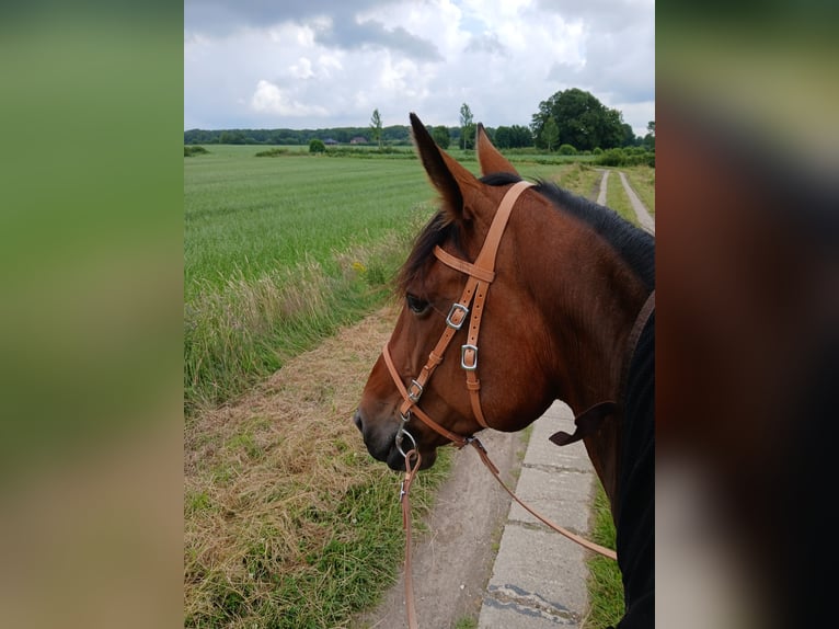 Trotteur allemand Jument 10 Ans 170 cm Bai in Ottenbüttel