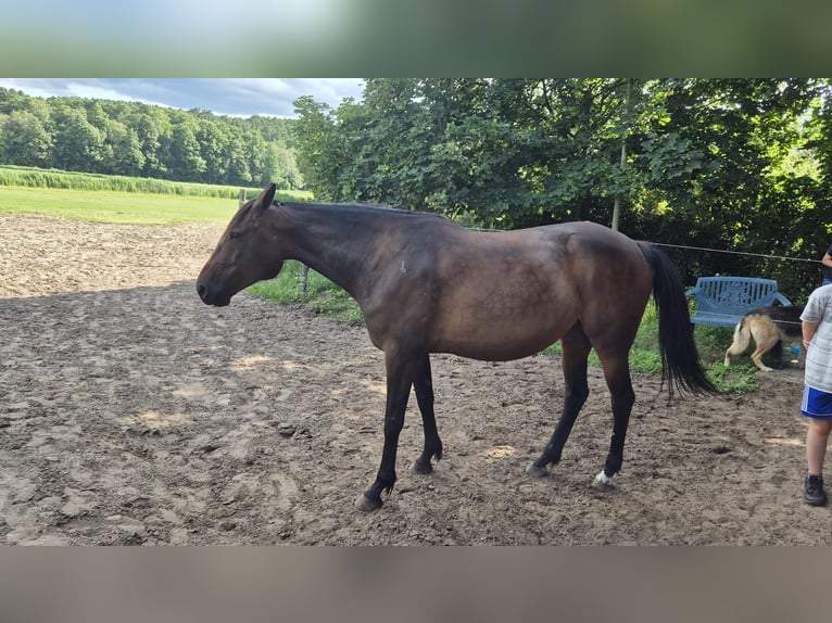 Trotteur allemand Jument 11 Ans 154 cm Bai in Thyrow