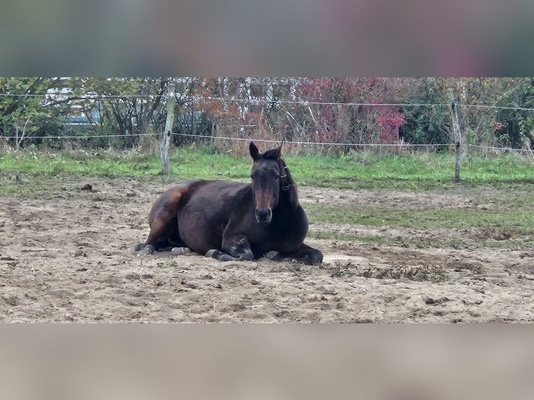 Trotteur allemand Jument 11 Ans 154 cm Bai in Thyrow