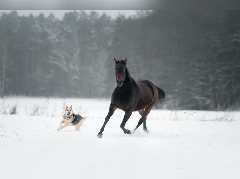 Trotteur allemand Jument 11 Ans 154 cm Bai in Thyrow