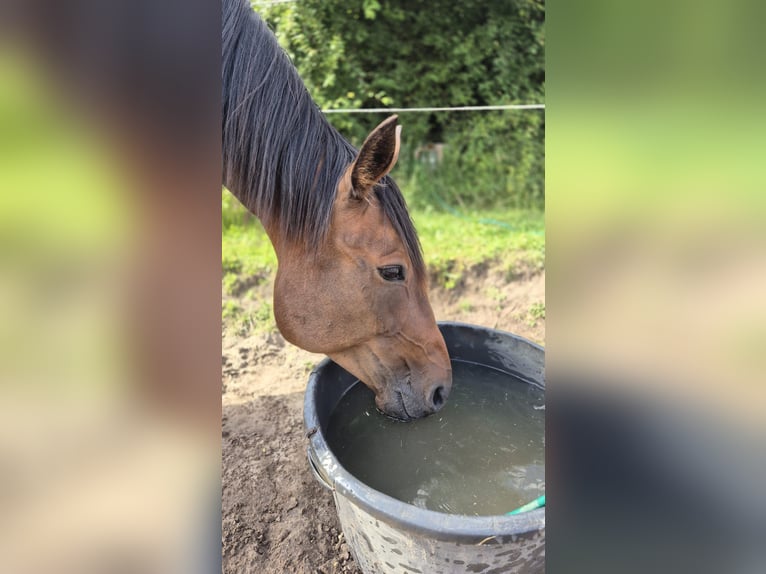 Trotteur allemand Jument 11 Ans 154 cm Bai in Thyrow