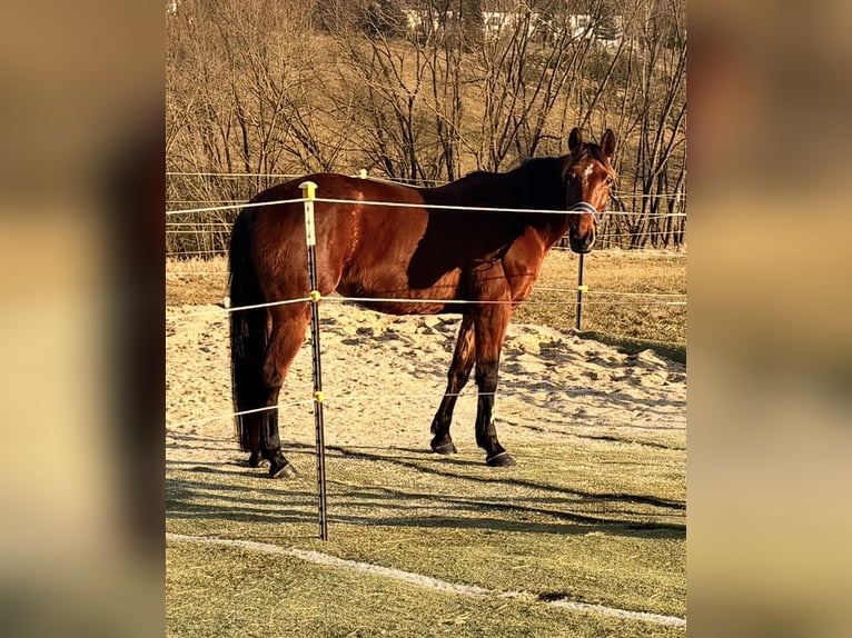 Trotteur allemand Jument 11 Ans 154 cm Bai in Tiefenbach