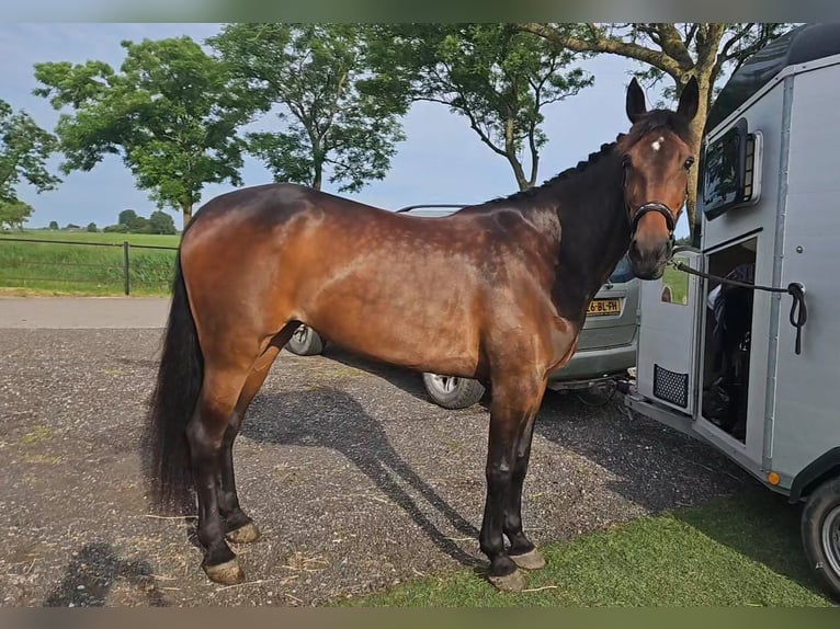 Trotteur allemand Jument 11 Ans 162 cm Bai in Pieterburen
