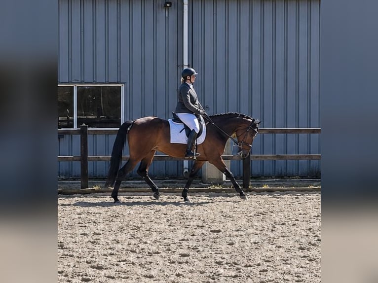 Trotteur allemand Jument 11 Ans 162 cm Bai in Pieterburen