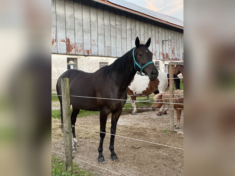 Trotteur allemand Jument 12 Ans 155 cm Bai brun in Waging am See