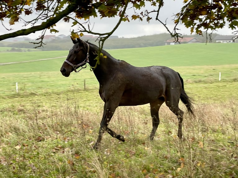 Trotteur allemand Jument 12 Ans 155 cm Bai brun in Waging am See